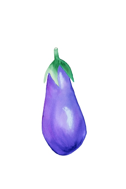 Watercolor eggplant illustration