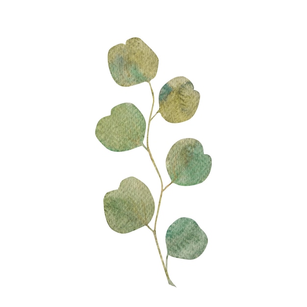 수채화 유칼립투스 가지와 잎 손으로 그린 유칼립토스 가지 디자인과 장식용