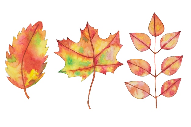 Watercolor fall, autumn yellow, orange leaves, hand drawn design elements.