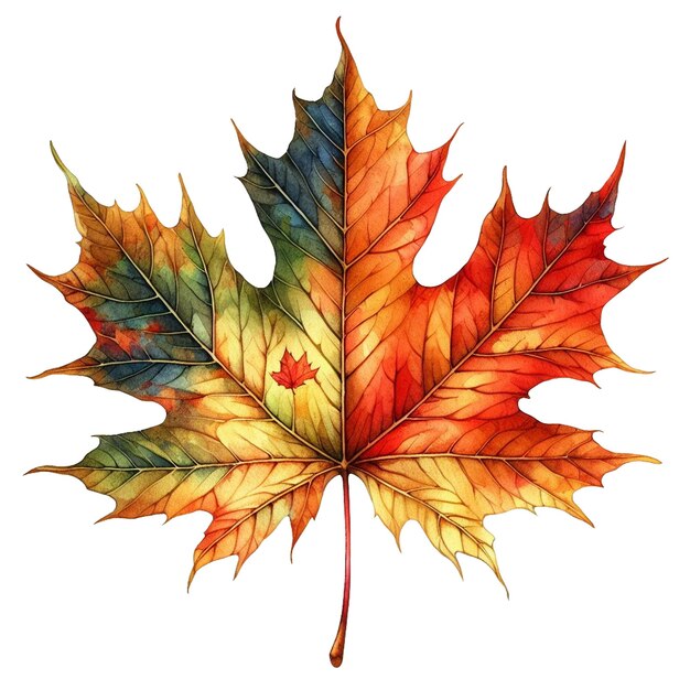 Photo watercolor fall maple leaf