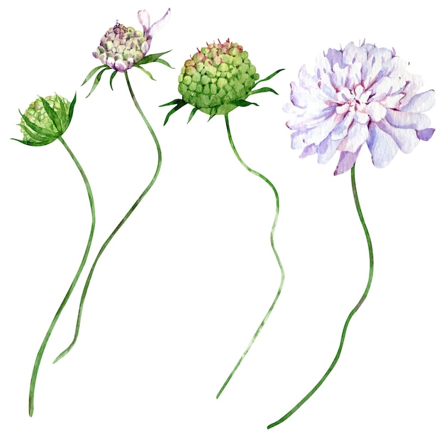 Photo watercolor field scabious flowers isolated on the white background