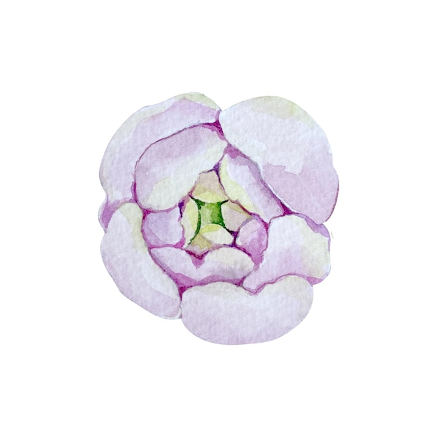 수채화 꽃 요소 피오니 또는 장미 식물성 꽃 디자인 색에 고립