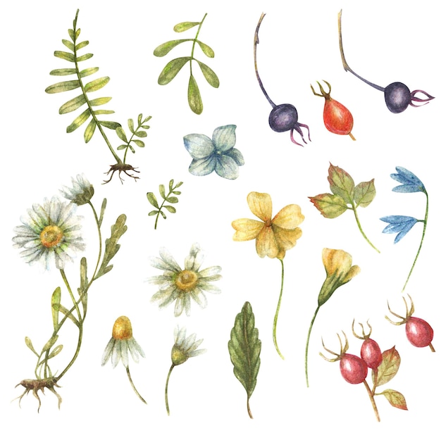 Акварель цветочные изолированные набор с иллюстрациями шиповника, ромашки, бутонов, стеблей, корней желудей