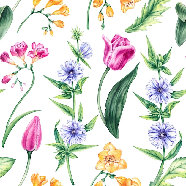 Watercolor floral pattern Spring meadow flowers tulips freesia chicory isolated on white background