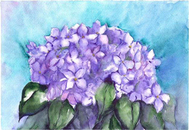 Watercolor flower floral hydrangea lilac nature composition illustration