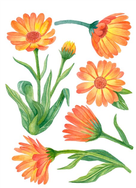 Insieme del fiore dell'acquerello, illustrazione floreale disegnata a mano, fiori di calendula isolati