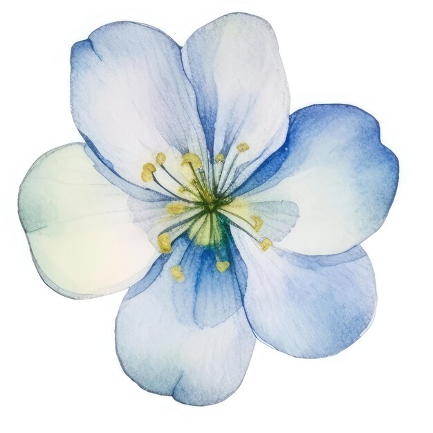 Watercolor Flower Watercolor Floral color graphic img Watercolor Image with White background