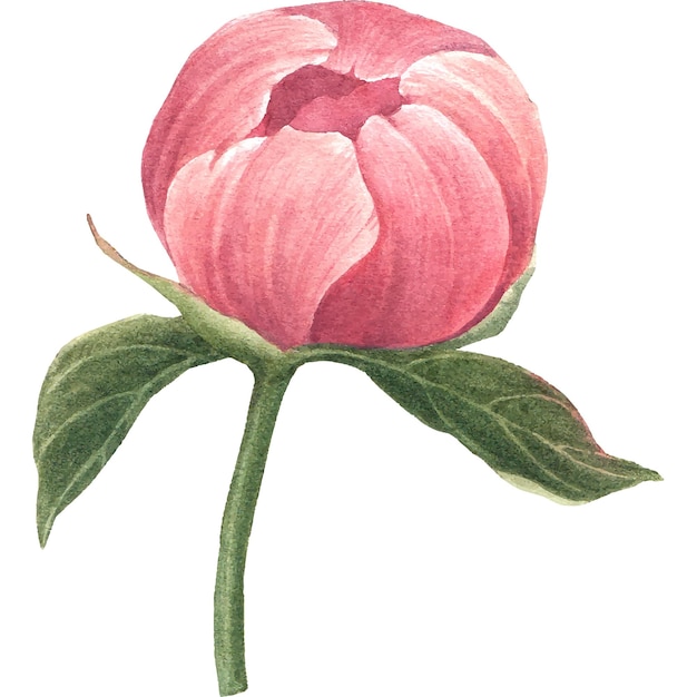 watercolor flower