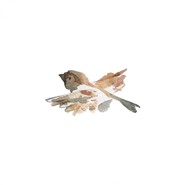 Watercolor flying sparrow. Hand drawn bird on white