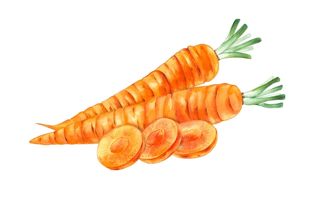 Photo watercolor food illustration vegetable carrot