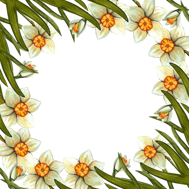 Watercolor frame easter with daffodil Spring floral illustration isolated on white background