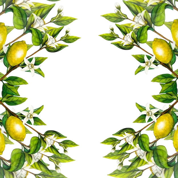 Foto cornice ad acquerello ramo di albero di limone con fiori isolati su sfondo bianco illustrazione botanica disegnata a mano di agrumi gialli oggetti clipart per il design