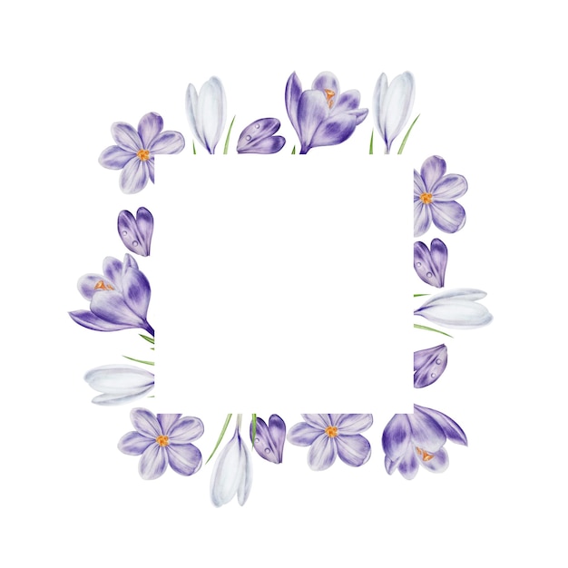 Watercolor frame logo with white and purple blooming crocus flower isolated on white background Spri