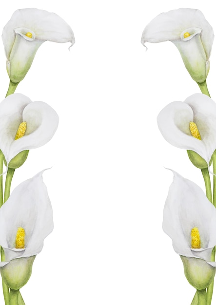 Foto cornice ad acquerello di illustrazione floreale disegnata a mano di giglio di calla bianca per inviti di nozze