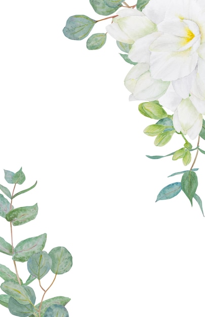 Foto cornice ad acquerello di fiori bianchi di fresia e rami di eucalipto disegnati a mano per illustrazioni floreali