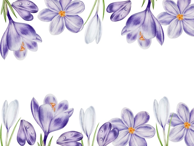 Watercolor frame with white and purple blooming crocus flower isolated on white background spring