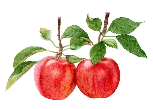 Watercolor fresh ripe red apples with leaves isolated on white background.