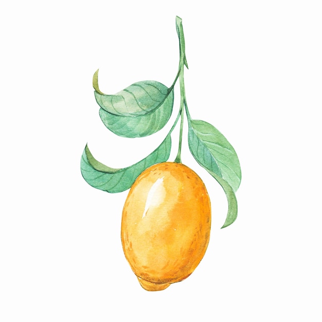 Watercolor fruit lemon branch