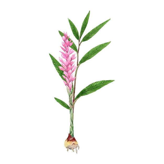 Watercolor ginger plant