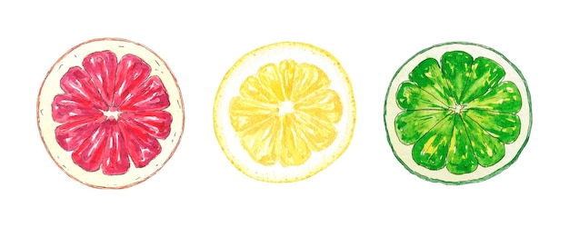 Watercolor grapefruit, lemon, lime slice hand-painted botanical style, holiday, wedding card, food.