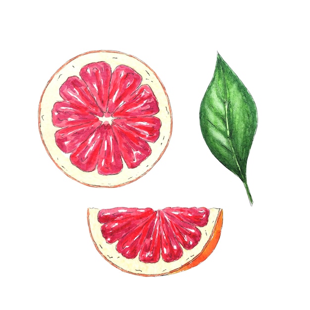 Watercolor grapefruit or red orange slice and leaf, hand-painted in botanical style for design