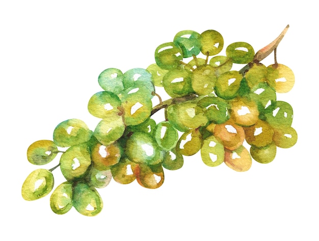 Watercolor grapes Bunch of white grapes