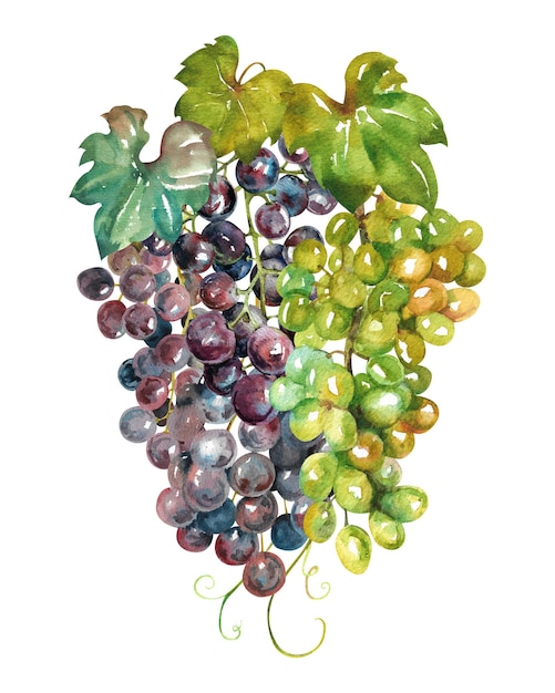 Фото Акварельный виноград грозди черного и белого винограда с листьями