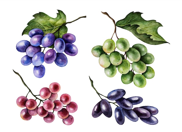 Набор акварельных гроздей винограда, ручная роспись ботанических иллюстраций, изолированных на белом
