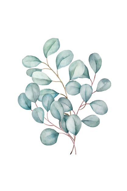 수채화 녹색 유칼립투스 잎 꽃다발 그림 절연 디자인 배열