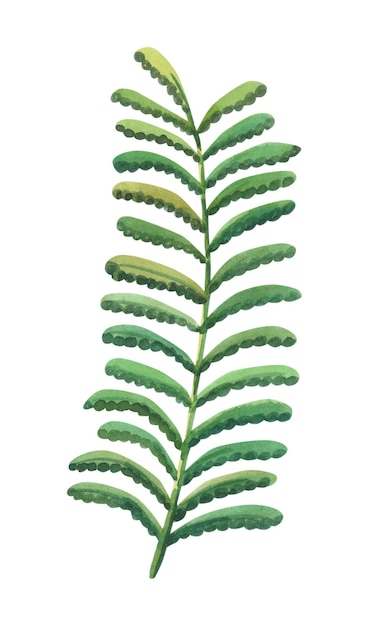 Watercolor green fern Izolated on white background Floral branch Sketch