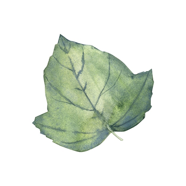 Watercolor green leaf with veins isolated on white