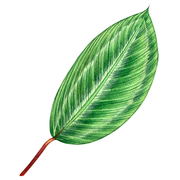 Watercolor green leaves background