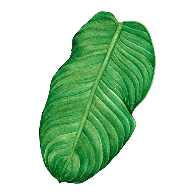 Акварельный зеленый фон с листьями