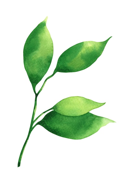 Watercolor green leaves background.