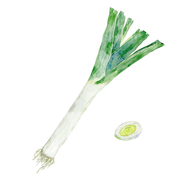 Watercolor green leek