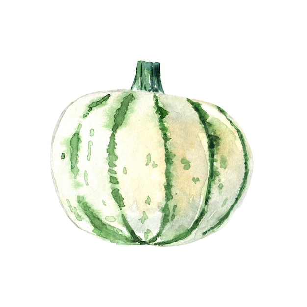 Watercolor green pumpkin