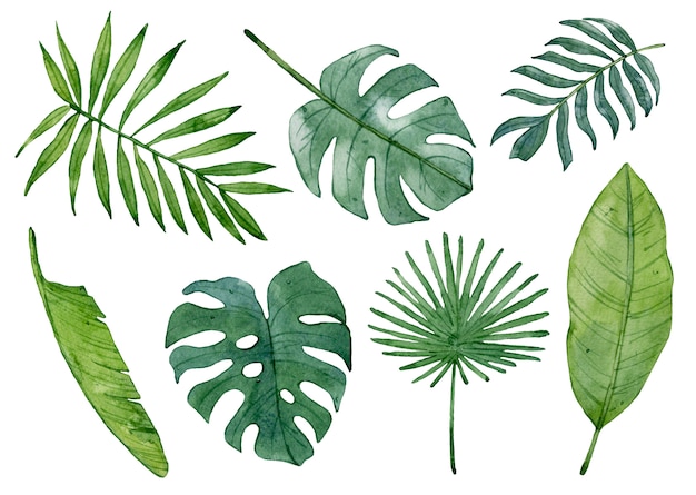 Watercolor green tropical leaves isolated.