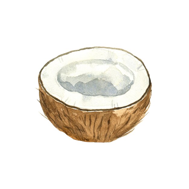 Watercolor half of coconut isolated on white