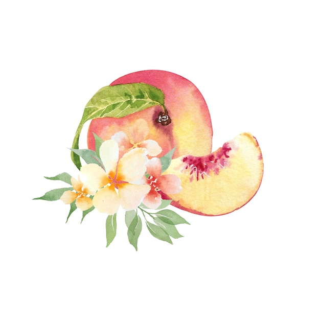 Watercolor hand drawing peaches fruit and flowers