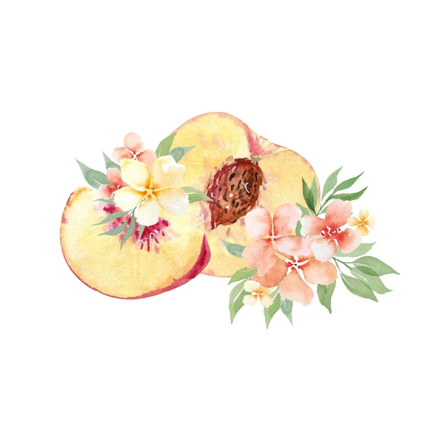 Watercolor hand drawing peaches fruit and flowers