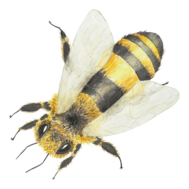Фото Акварель рисованной пчелы, изолированные на белом фоне