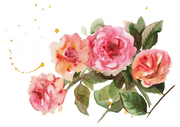 사진 수채화 손으로 부드러운 핑크 장미 꽃다발을 그려.