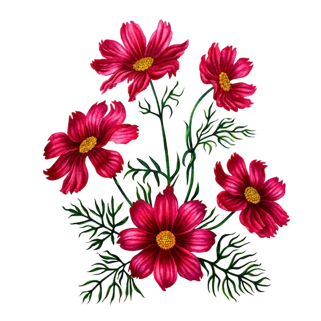 Watercolor hand drawn cosmos flowers in trendy color viva magenta.