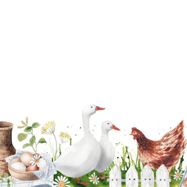 Watercolor hand drawn goose Farm illustaration