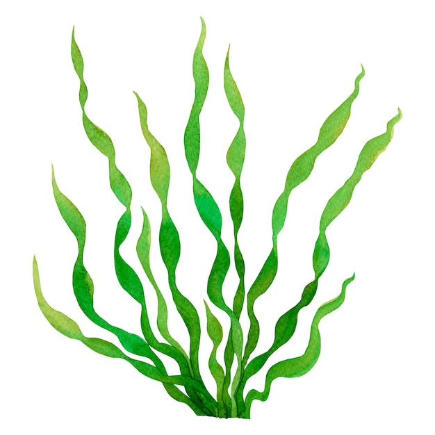 Watercolor hand drawn green seaweed.