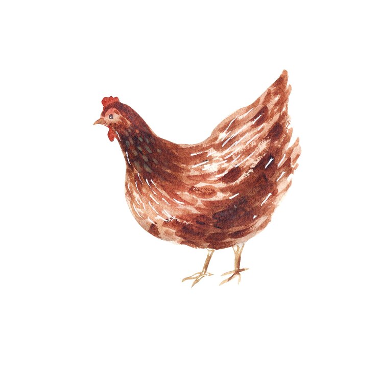 Watercolor hand drawn hen Farm illustaration