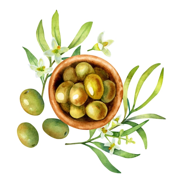 Watercolor hand drawn illustration of a bowl with green olives and olive branch and flowers isolated