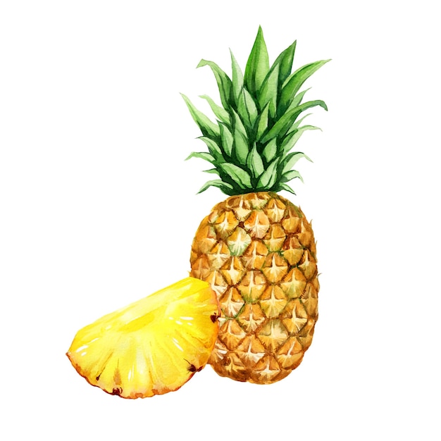 watercolor hand drawn illustration of pineapple with half and slices ripe pineapple sketch of tropical fruit food illustration isolated on watercolor background