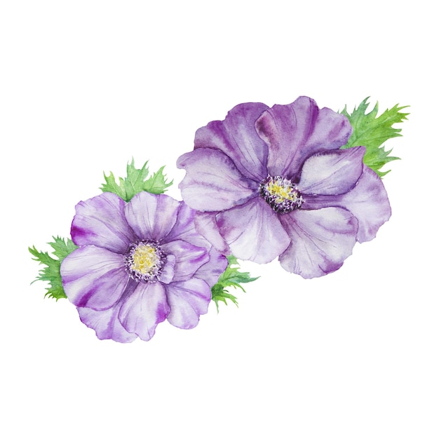 Watercolor hand drawn purple anemones with green leaves isolated on white background