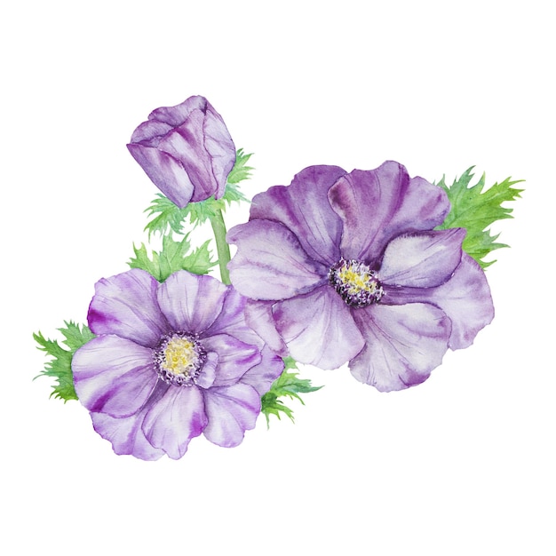 Watercolor hand drawn purple anemones with green leaves isolated on white background